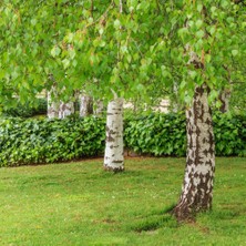 Huş Ağacı Fidanı - Betula Pendula