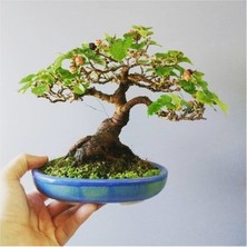 Murat Tohumculuk Murat Tohum Bodur Bonsai Beyaz Dut Ağacı Tohumu 5 Adet  Tohum