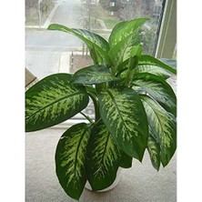 Tunç Botanik Difenbahya Salon Bitkisi - Dieffenbachia Tropic Snow 60-80 cm