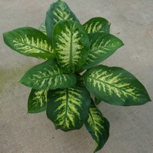 Tunç Botanik Difenbahya Salon Bitkisi - Dieffenbachia Tropic Snow 60-80 cm