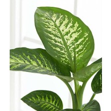 Tunç Botanik Difenbahya Salon Bitkisi - Dieffenbachia Tropic Snow 60-80 cm