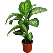 Tunç Botanik Difenbahya Salon Bitkisi - Dieffenbachia Tropic Snow 60-80 cm