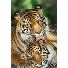 Maxi Poster Tiger Motherslove