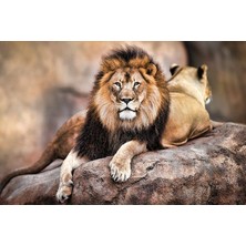 Maxi Poster King Of The Pride