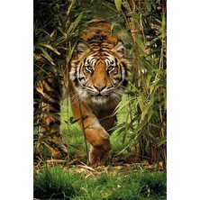 Maxi Poster Bamboo Tiger