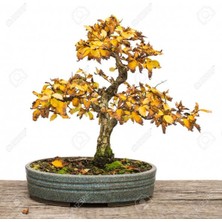 Murat Tohum Bodur Bonsai Sarı Alıç Ağacı Tohumu 10 Adet Tohum