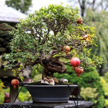 Murat Tohum Bodur Bonsai Nar Ağacı Tohumu 5 Adet Tohum