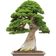 Murat Tohum Bodur Bonsai Okaliptüs Ağacı Tohumu 5 Adet Tohum