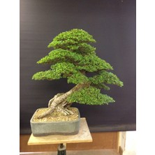 Murat Tohum Bodur Bonsai Okaliptüs Ağacı Tohumu 5 Adet Tohum