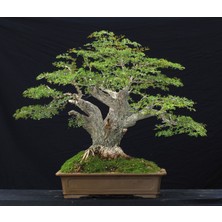 Murat Tohum Bodur Bonsai Okaliptüs Ağacı Tohumu 5 Adet Tohum