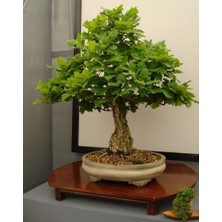 Murat Tohum Bodur Bonsai Okaliptüs Ağacı Tohumu 5 Adet Tohum