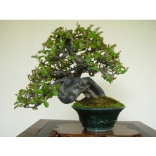 Murat Tohum Bodur Bonsai Hambeles Ağacı Tohumu 5 Adet Tohum