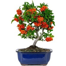 Murat Tohum Bodur Bonsai Kızılcık Ağacı Tohumu 3 Adet Tohum