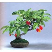 Murat Tohum Bodur Bonsai Kızılcık Ağacı Tohumu 3 Adet Tohum