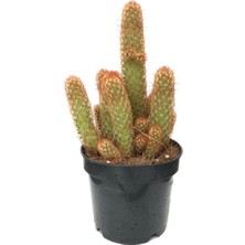 Betonish Mammillaria Elongata 'Copper King' (Kaktüs)