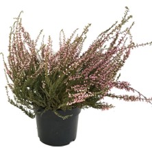 Betonish Calluna Vulgaris 'Pink' (Funda Çiçeği)