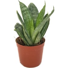 Betonish Sansevieria 'Green Hahnii' (Paşa Kılıcı)