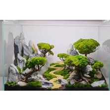 Marimo Scape Dekor Ağaç Figürü Moss Sarılı 's'