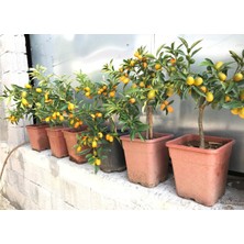 Evimde Bahçem Kamkat Fidanı Kumkuat Fidan Meyveli Saksılı Bodur Bitki Iç Mekan Süs Portakalı