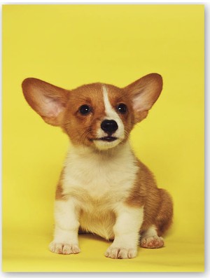 Caka Tablo Cakatablo Ahşap Tablo Sarı Arkaplan Sevimli Kahverengi Beyaz Yavru Köpek