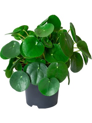 Palmiye Pilea ( Para Çiçeği ) 30-35 cm