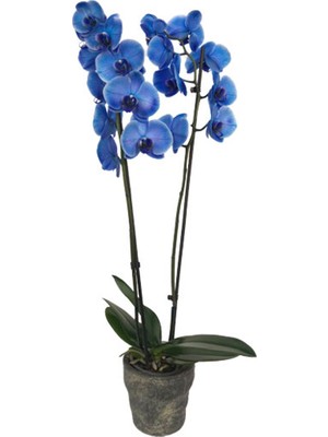 Palmiye Çift Dal Mavi orkide dekoratif Taş Saksıda
