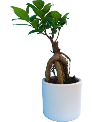 Palmiye Beyaz Düz Seramik Saksıda Buddle Bonsai Bitkisi