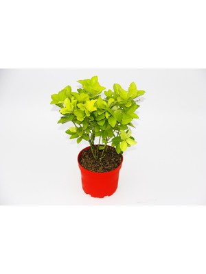 Tunç Botanik SARI KIRMIZI GOLD TAFLAN EUONYMUS 10 ADET - HEDİYELİK