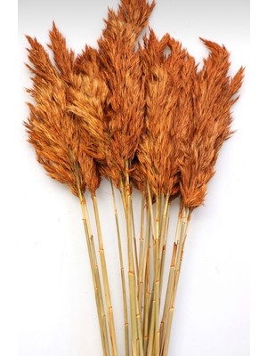 Essuare Design Kiremit Pampas