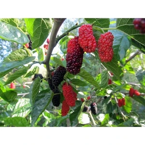 Taşkar Peyzaj Avustralya Siyah Dut Fidanı (Aşılı - 2 Yaş) - Açık Kök - 80-120 cm