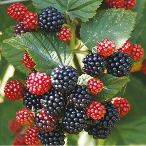 taşkar peyzaj Jumbo Böğürtlen Fidanı ( Dikensiz )Açık Kök 30 cm