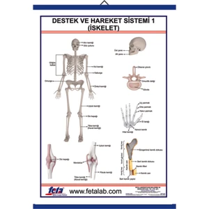 Destek ve Hareket Sistemi İskelet 1