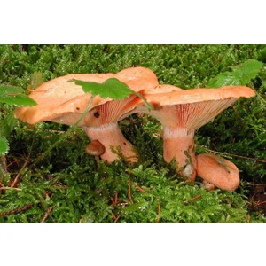 Mantarcı Anne Kanlıca (Çintar) Mantar  Tohumu 200 Gram