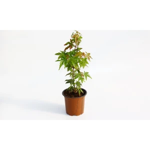 Tunç Botanik Japon Akçaağacı Acer Palmatum