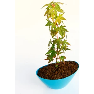 Tunç Botanik Bonsai Japon Akçaağacı Hediyelik