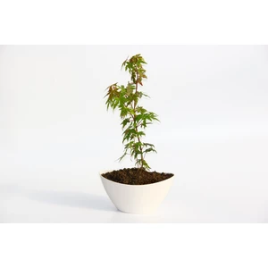 Tunç Botanik Bonsai Japon Akçaağacı Hediyelik