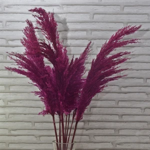 Fuşya Pampas 10 Adet 100 cm