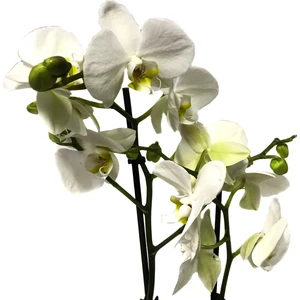 - Phalaenopsis 'Leeds' (Beyaz Orkide)