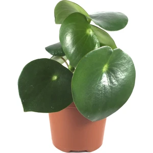 Peperomia Polybotrya (Yağmur Damlası Bitkisi)