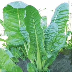 Yerli Pazı Tohumu 25 gr (Ort 750 Ad Tohum)