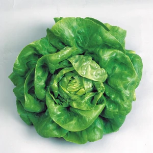 Yerli Tereyağlı Kıvırcık Marul Tohumu 10 gr (Ort 7500 Ad Tohum)