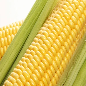 Yerli Iri Tane Mısır Tohumu 50 gr