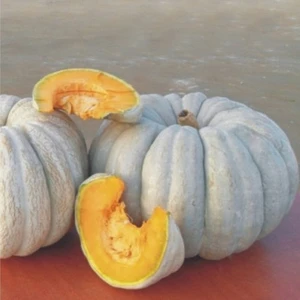 Karahasanoğlu Tarım Yerli Kestane Kabağı Tohumu 10 gr (Ort 25 Ad Tohum)