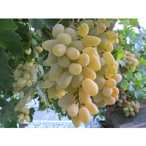 Fidanistanbul Asma Üzüm Fidanı Razakı, Aşılı, Açık Köklü