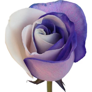 Naturel Tohum Mor Beyaz Gül Tohumu