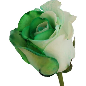 Naturel Tohum Yeşil Beyaz Gül Tohumu