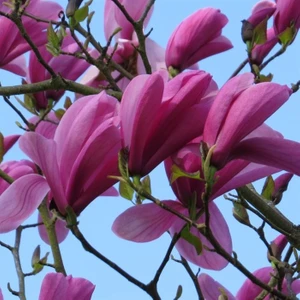 Naturel Tohum Bordo Manolya Tohumu