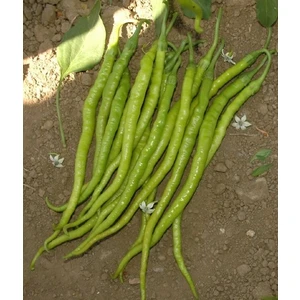 Menderes Tatlı Kıl Biber Tohumu 10 gr