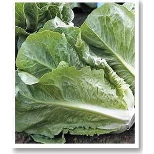 Yedikule 5701 Marul Tohumu 10 Gr.