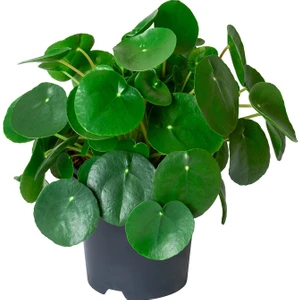 Pilea ( Para Çiçeği ) 30-35 cm